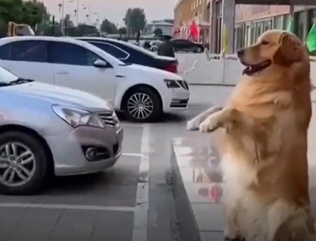 Зачем парктроники, если есть собака