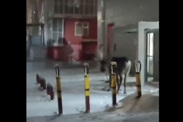 В Якутске кто-то &quot;припарковал&quot; оленя возле подъезда
