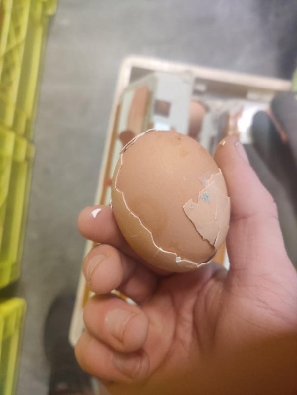 У этого яйца было два слоя скорлупы
