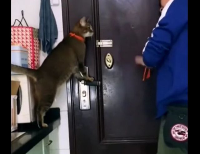 Мужчина научил своего кота открывать дверь