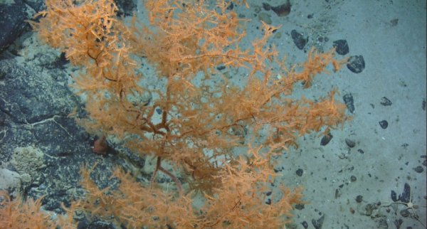 Кораллы Leiopathes, 4000 лет — 3 место