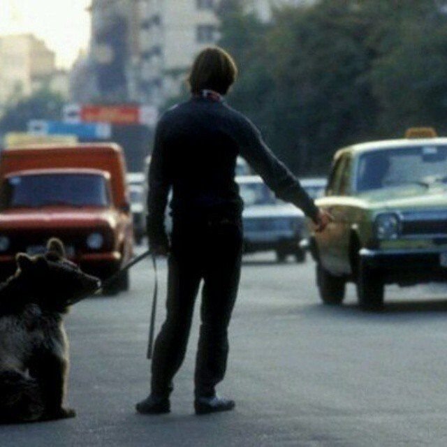 Русский парень с домашним медвежонком ловит такси. СССР, 1980-е.