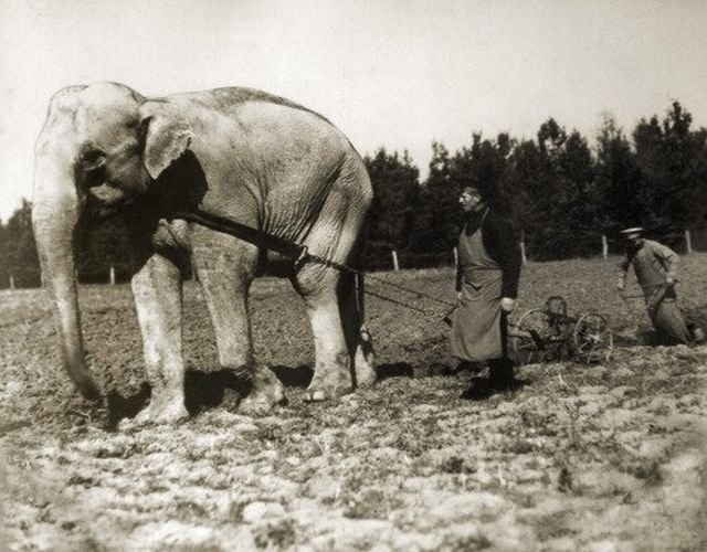 Болгарские крестьяне используют слона для полевых работ, 1900 г.