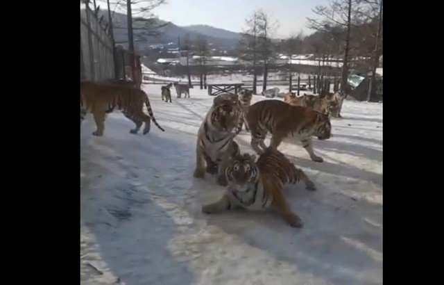 Ничего смешнее вы сегодня уже не увидите: тигры на льду