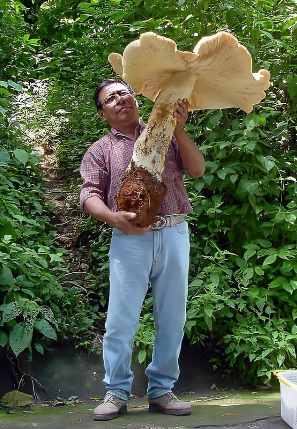 Термитомицес титанический — один из самых больших съедобных грибов в мире