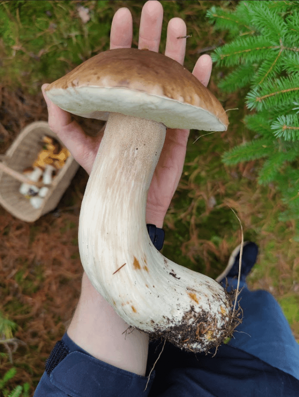 Идеальный белый гриб