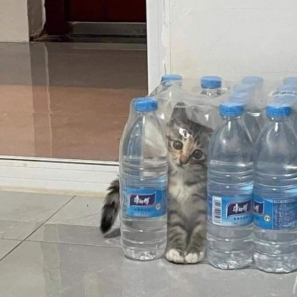 Коты - это жидкость. Доказанный факт
