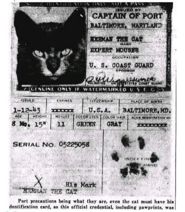 У кошек, которые до середины двадцатого века плавали на кораблях, чтобы охотиться на грызунов, были свои паспорта, подписанные их отпечатками лап