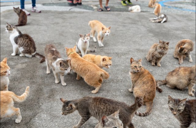 На острове Эхимэ на юге Японии кошек живет больше, чем людей
