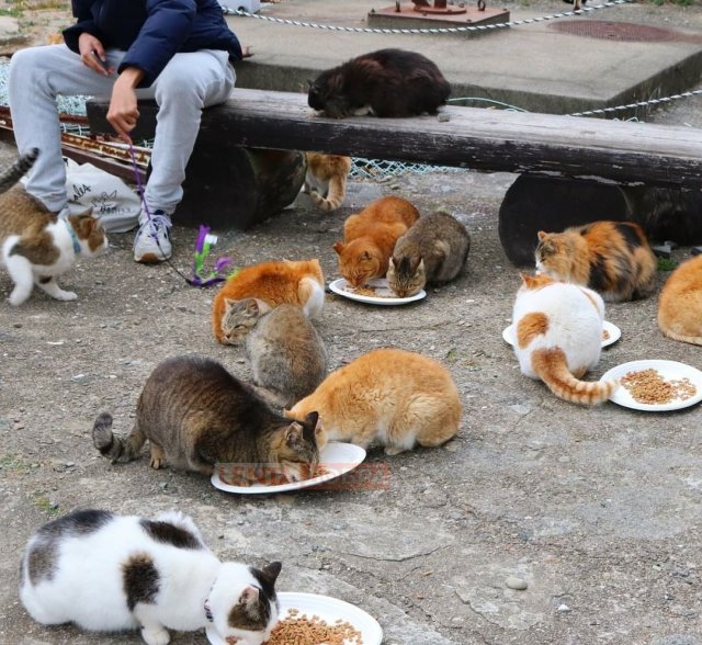 На острове Эхимэ на юге Японии кошек живет больше, чем людей