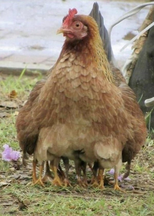 Многолапая курица
