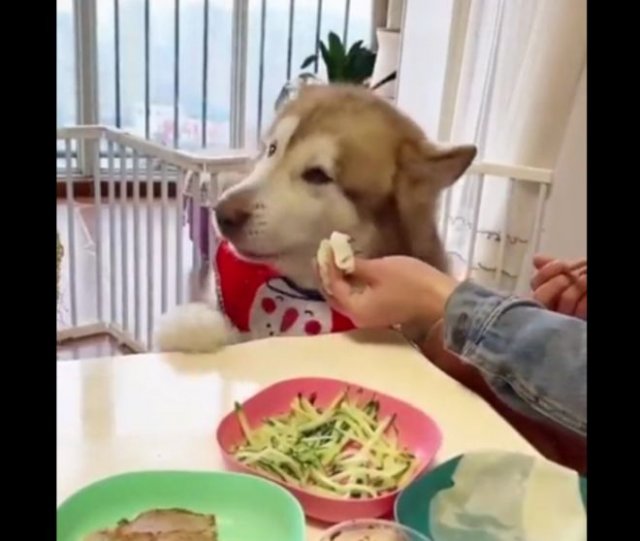 Голодный пес требует нормальной еды