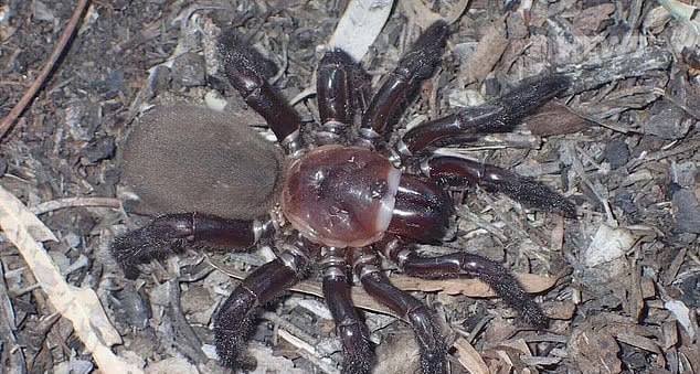 Ужас для арахнофобов: в Австралии нашли новый вид огромных пауков (3 фото)