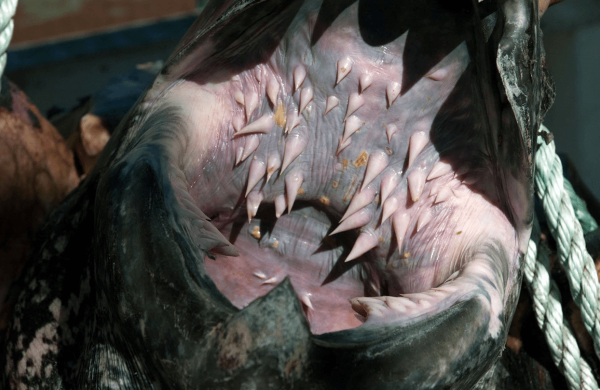 Зубы кожистой черепахи