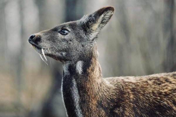 Кабарга — один из самых необычных оленей северного полушария