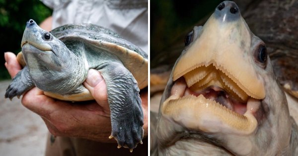 Черепаха батагур — настоящая улыбашка