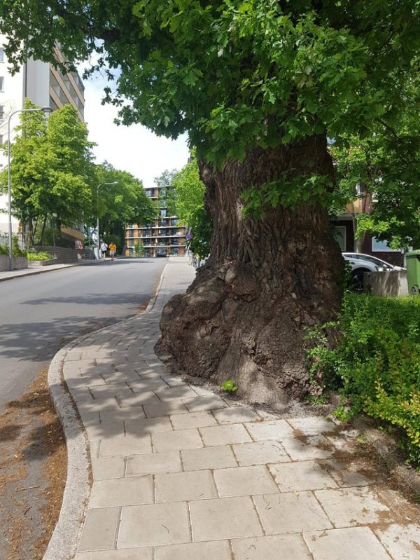 Пример подстраивания тротуара под природу, Стокгольм