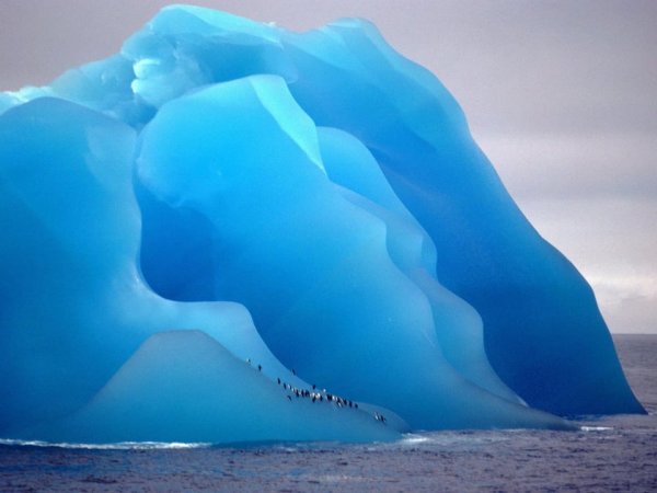 Пингвины маршируют по голубому айсбергу