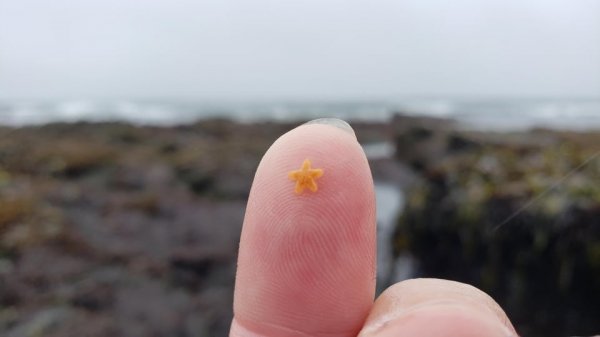 Крошечная морская звезда