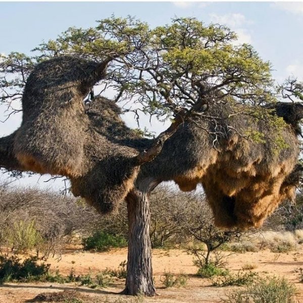 Гигантское гнездо общественного ткача (Philetairus Socius) в Намибии