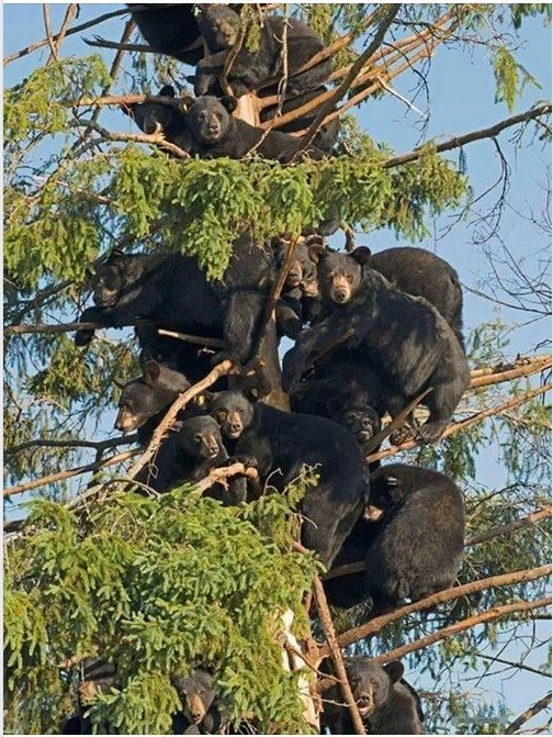 Дерево, усеянное чёрными медведями