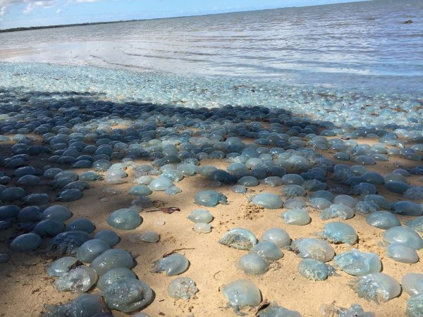 Сотни медуз были выброшены на берег пляжа. Выглядят как драгоценные камни