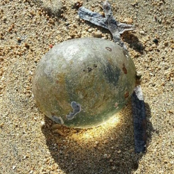 Загадочное яйцо, найденное на пляже
