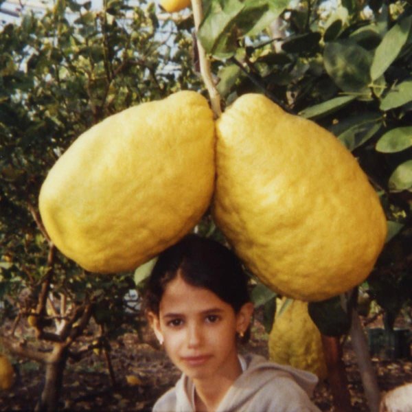 Самый тяжёлый в мире лимон, выращенный фермером Аароном Шемоэлем, имел вес 5,265 килограммов
