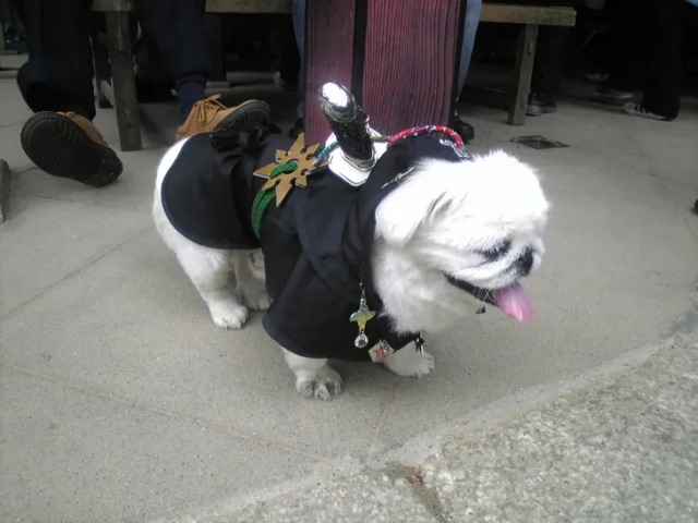 Даже собаки в Японии могут стать самураями