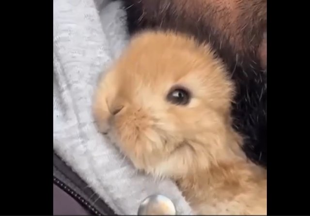 Милота дня: мужчина вырастил маленького крольчонка