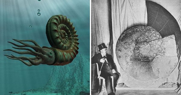 Аммонит — гигантский беспозвоночный моллюск