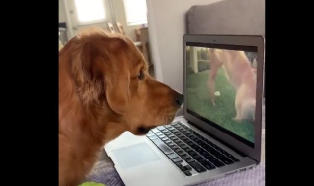 Хозяин включил собаке старые видео с ее участием