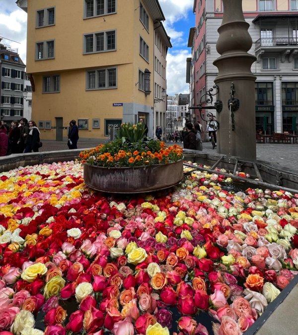 Каждую весну фонтаны в Цюрихе наполняют розами