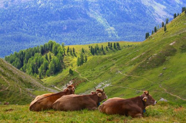 В Швейцарии можно арендовать корову — примерно $ 270 в месяц