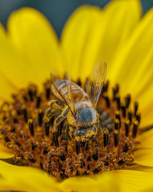 Пчёлка за работой