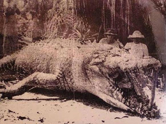 Рекордный добытый крокодил (8,6 м.). Квинсленд. Австралия. 1957г.