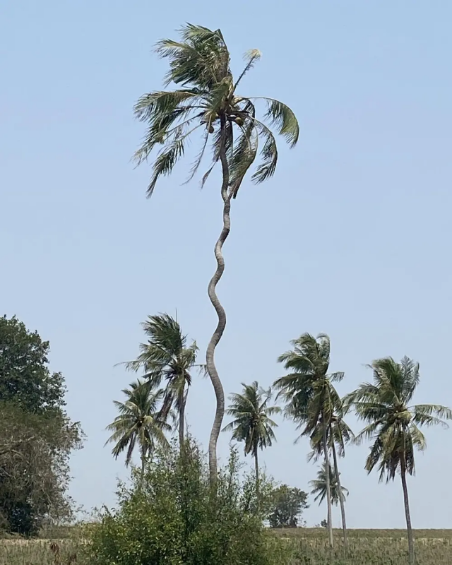 Спиральная пальма, которую я видел в Таиланде