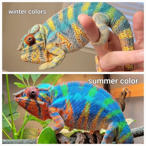 Цвет хамелеона меняется в зависимости от сезона. Как правило, летом рептилия становится значительно ярче