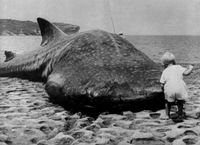 Маленький ребенок и гигантская китовая акула выброшенная на побережье Австралии, 1965 год.