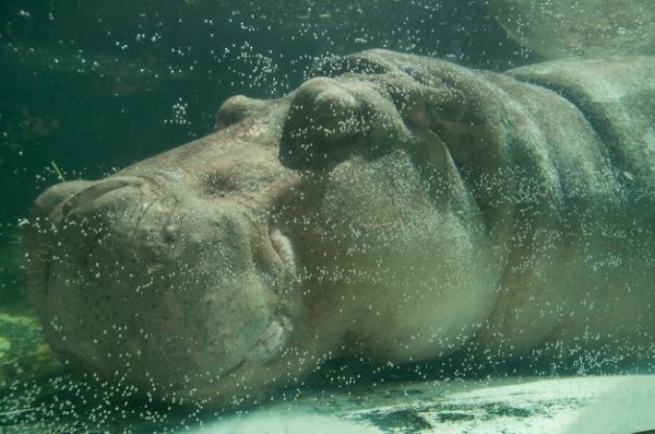 Бегемоты могут спать под водой, используя рефлекс, который позволяет им всплывать, делать вдох и снова погружаться, не просыпаясь