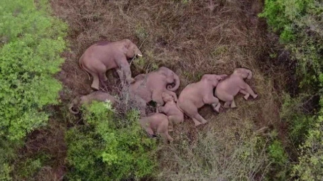 А вы знали, как спят слоны?