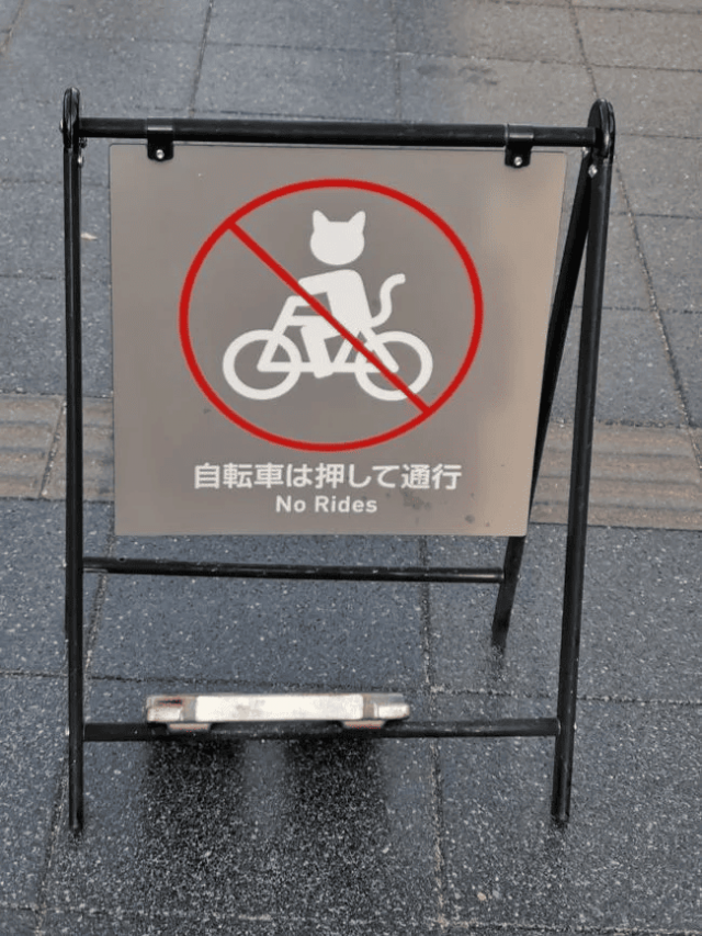 В Японии котикам запрещено кататься на велосипеде