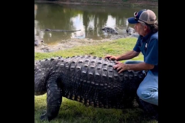 Ничего необычного, просто мужчина оседлал крокодила