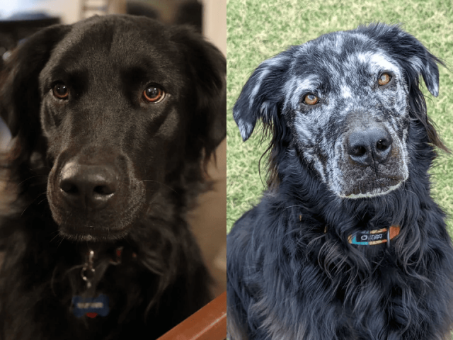 Один и тот же пёс спустя 9 месяцев