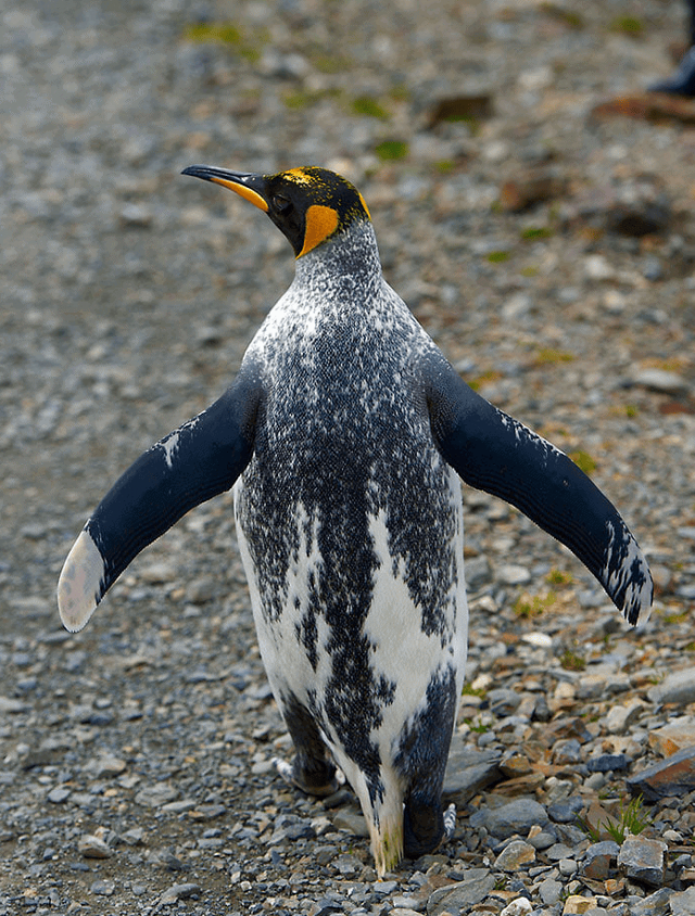 Необычный пингвин