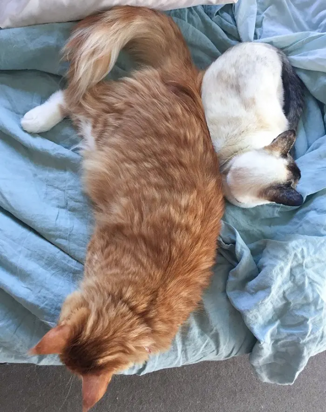 Сравнение размера кошки мейн-кун и сиамского кота