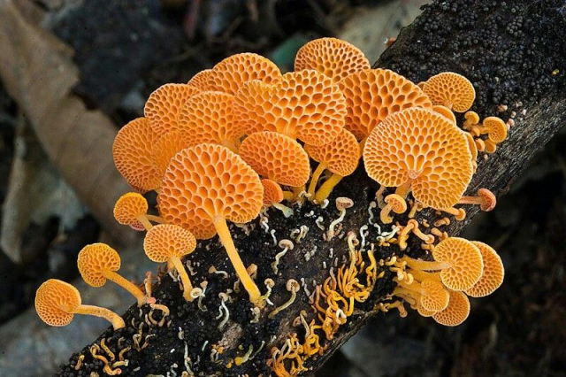 Оранжевопористый гриб — страх трипофоба