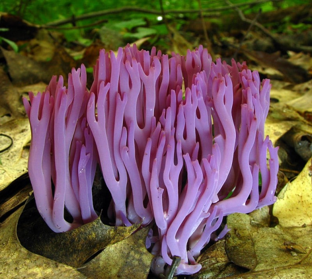 Клавария Золлингера или коралловый гриб