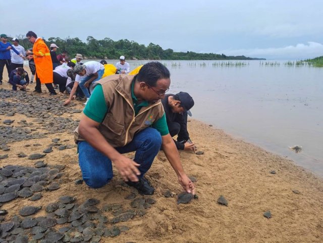 Экологи из Венесуэлы выпустили в дикую природу 20 тысяч исчезающих черепах Аррау