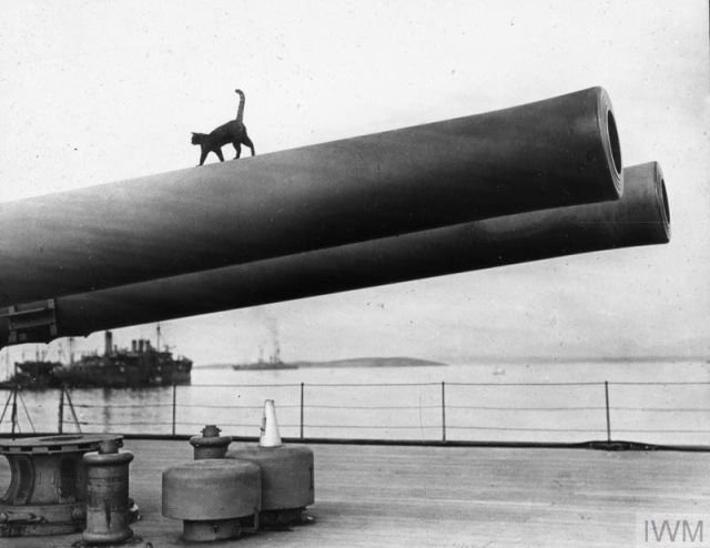 Корабельный кот английского военного корабля Queen Elizabeth, Галлиполи, 1915 год.